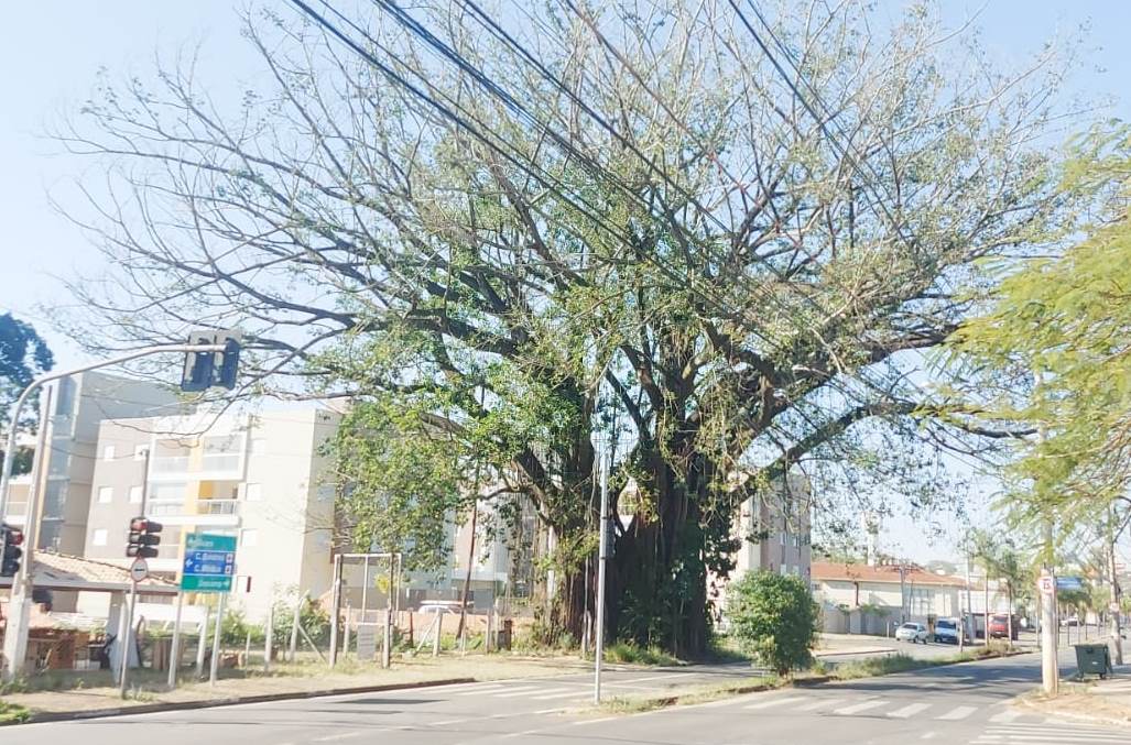 Figueira 3