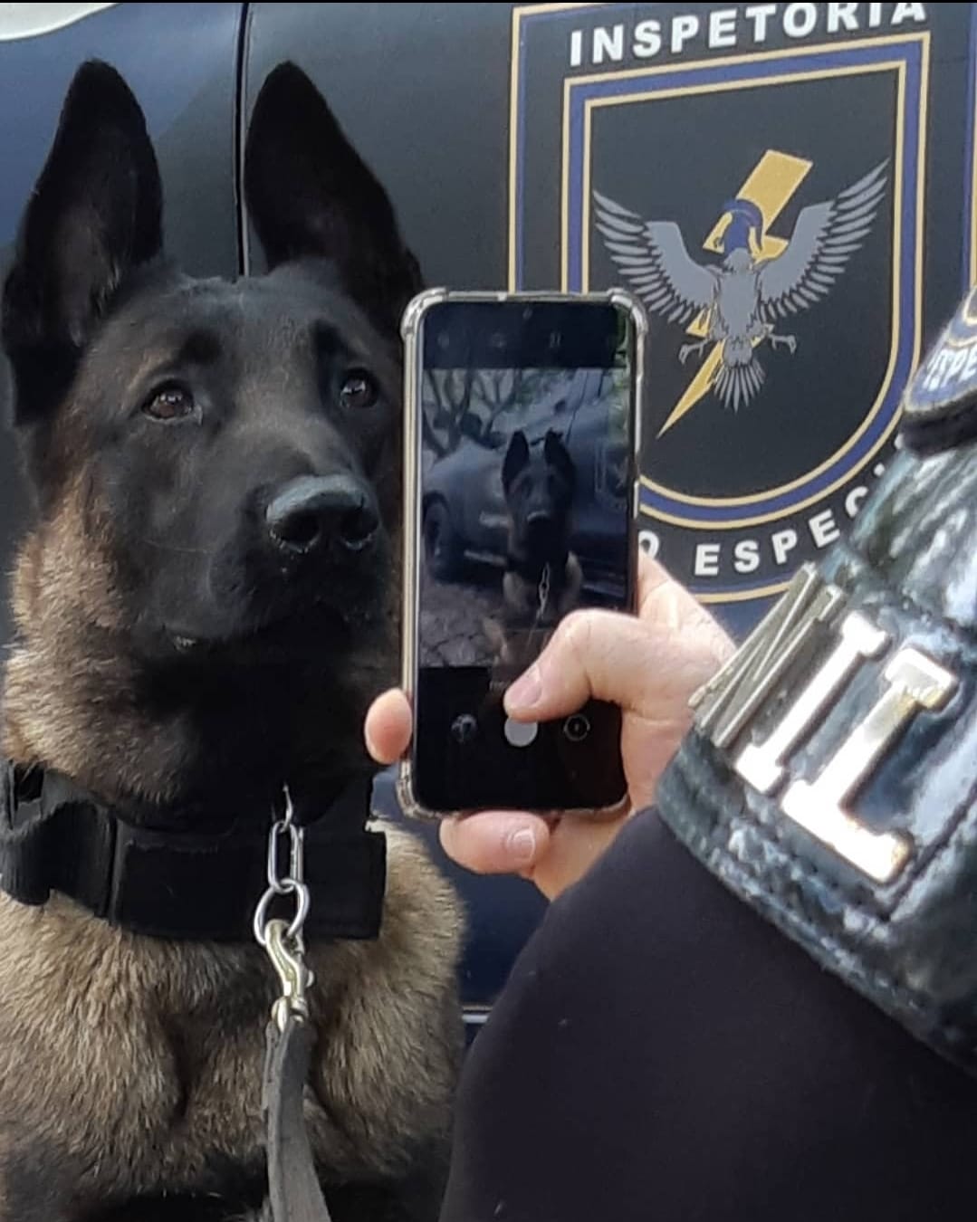 cão 1