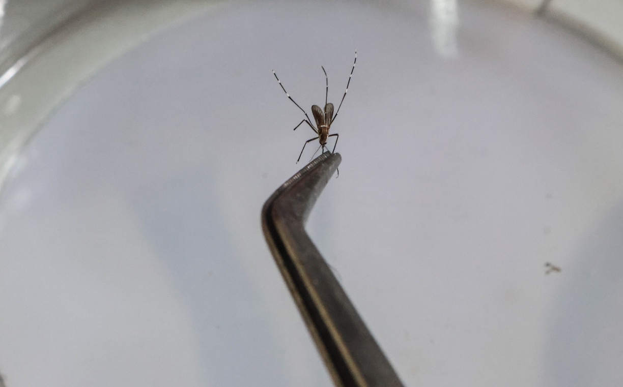 dengue