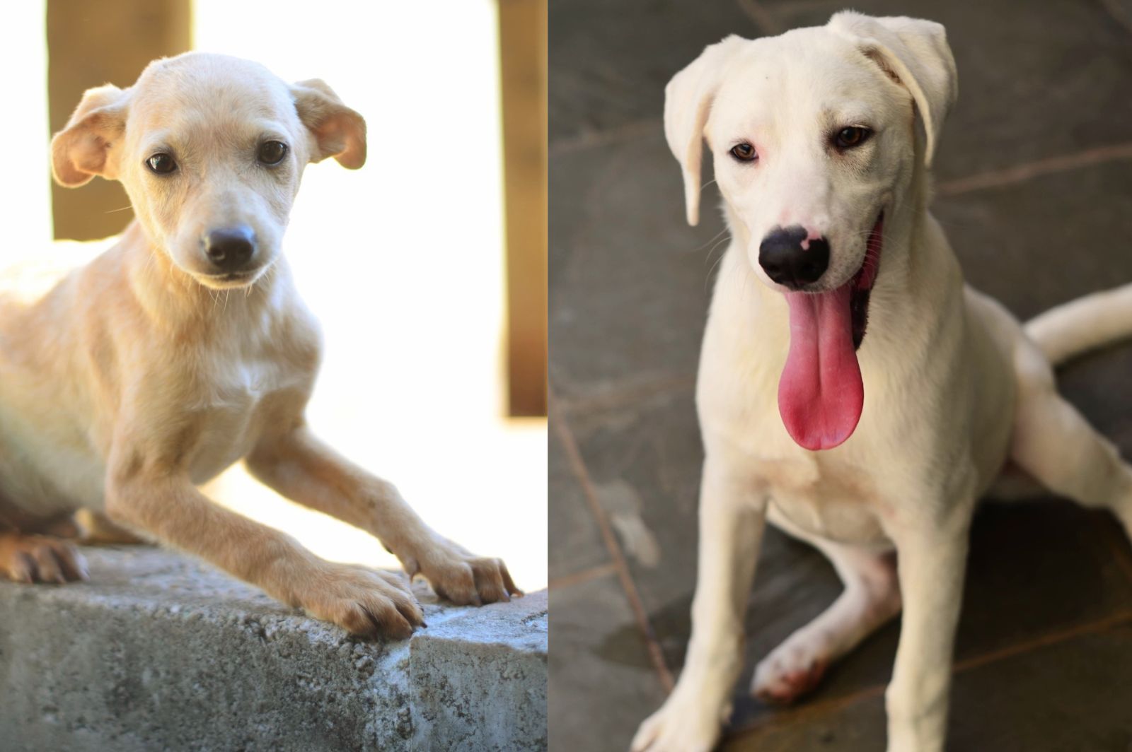 cão