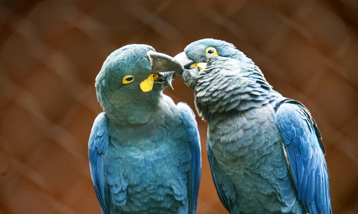 Arara