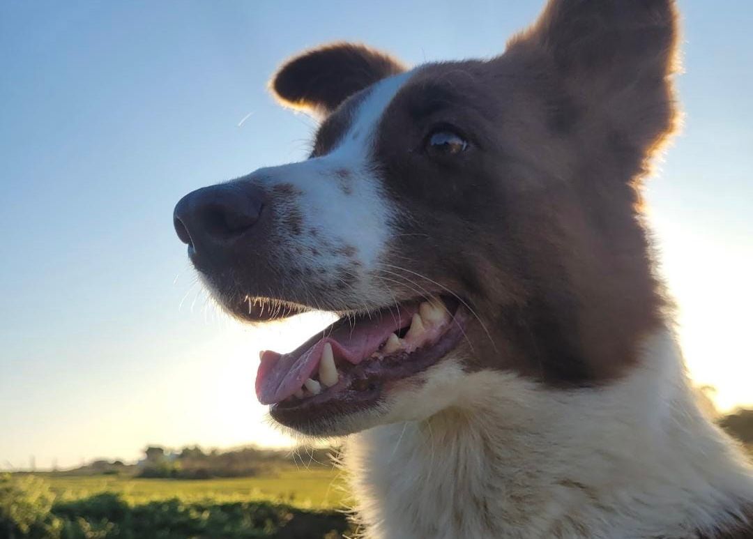 Border Collie