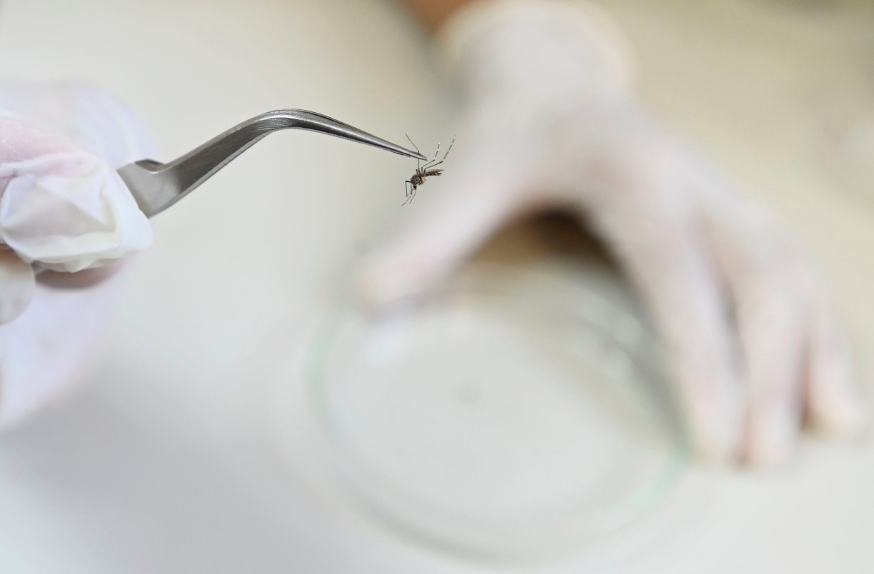 Dengue
