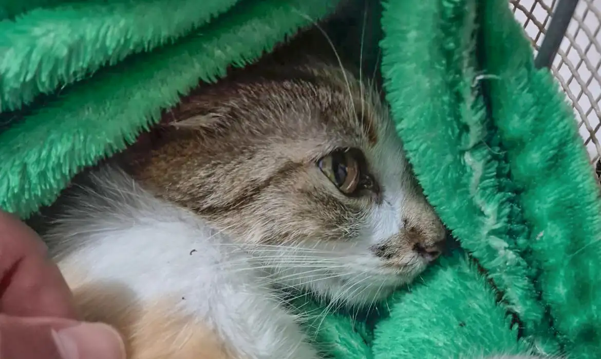 gato
