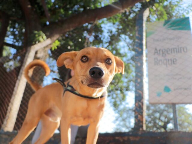 Cães e gatos já podem frequentar os parques e bosques de Campinas
