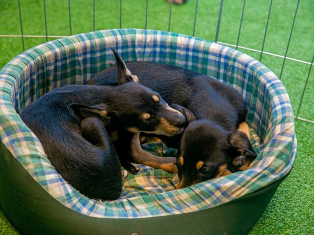 Galleria promove Encontro de Chihuahuas com programação gratuita