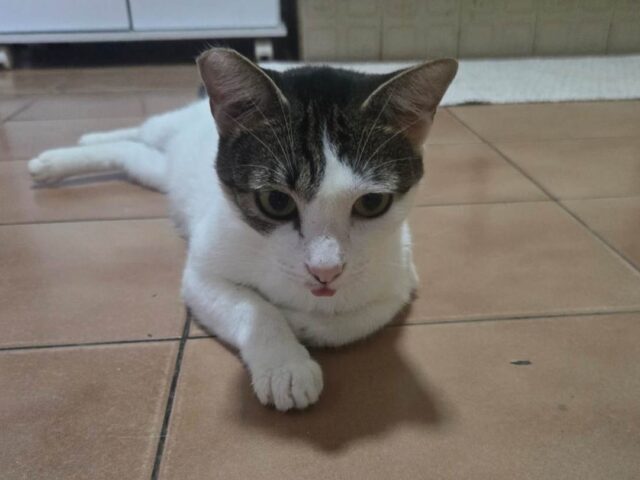 ONG Viralatinhas arrecada doações para Bazar da Pechincha em prol de animais