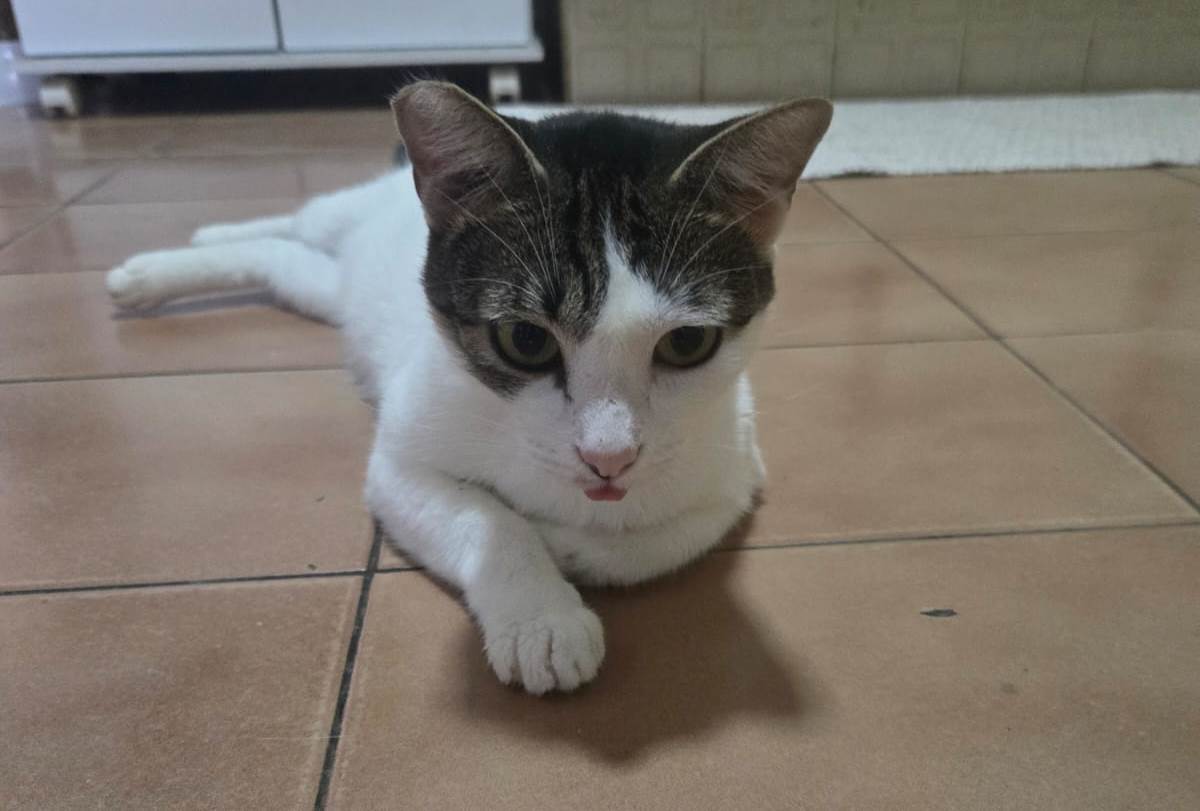 pet 2