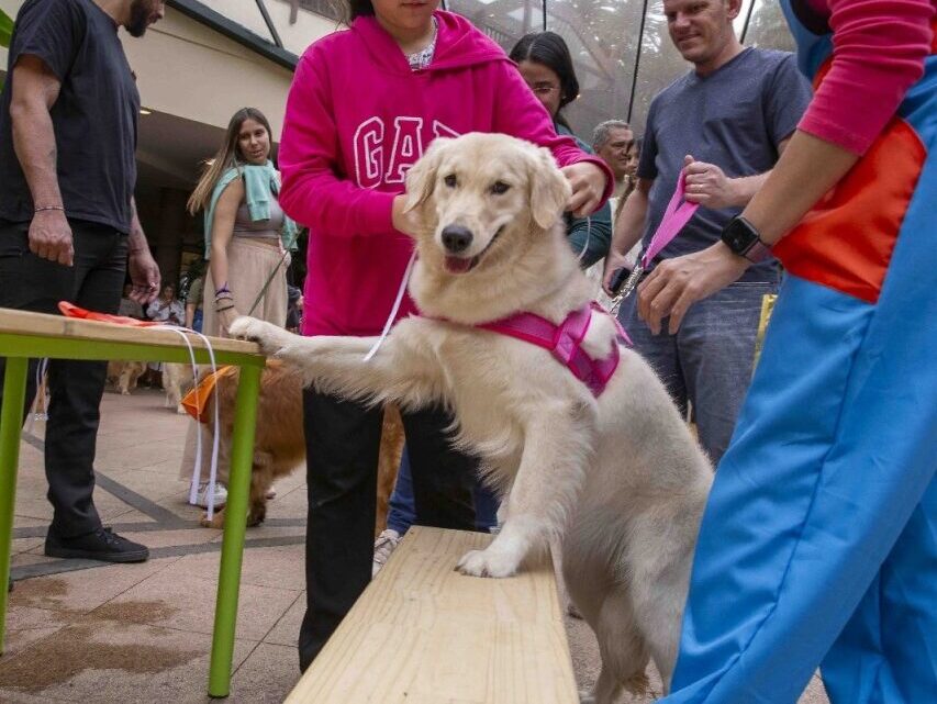 Galleria promove Encontro de Goldens com programação gratuita