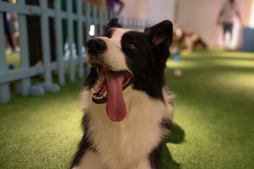 Galleria Shopping recebe encontro dedicado aos Border Collies